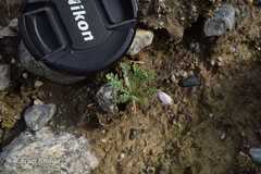 Hypecoum leptocarpum